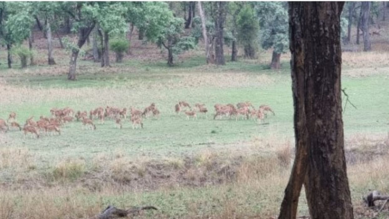 Now chital will stop tiger and cheetah from going out of the forest