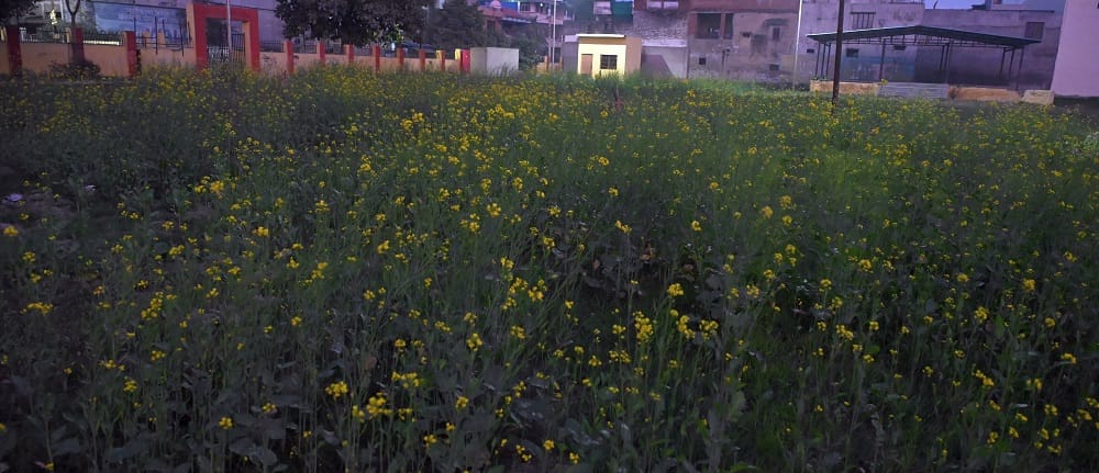 Mustard grown on a five-bigha park people stopped coming said the accused calls himself a BJP leader