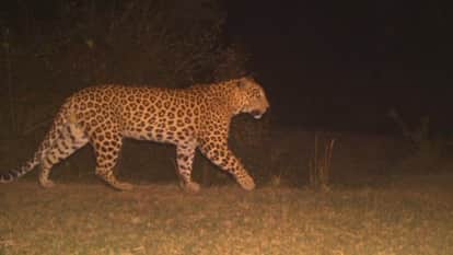 Leopard Attack Video Snow Leopard Attack China Tourist Taking Photo Video