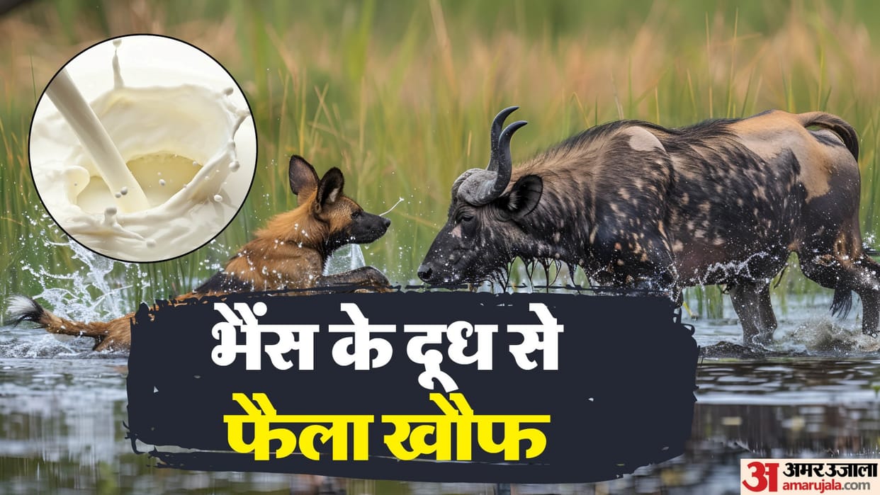 Gwalior News : When a mad dog bit a buffalo, those who drank its milk ran to the hospital to get injections