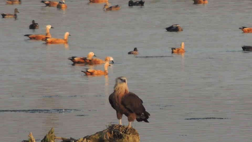 Asan Conservation Reserve Two pairs of Pallas Fish Eagle seen for the first time in the lake