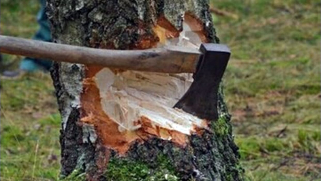 Permission to cut five species of trees in Himachal Pradesh