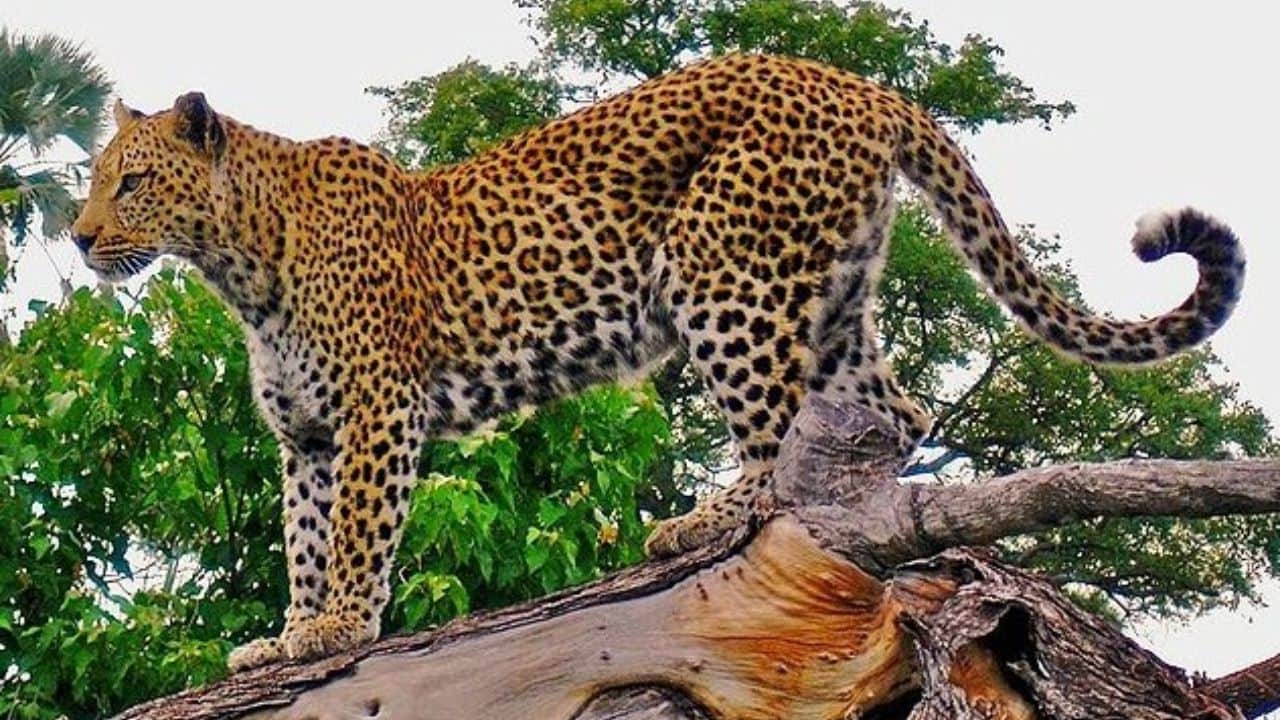 forest department installed CCTV, traps, drone cameras To capture leopard in Bahraich even set up cage