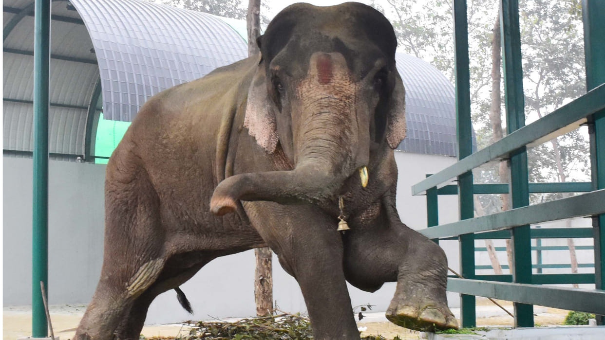 In Gorakhpur Zoo, Another shelter for elephants will be built in 1.25 acres in the zoo.