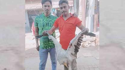 Shuklaganj: Rare African vulture injured by a kite string, sent to Kanpur zoo