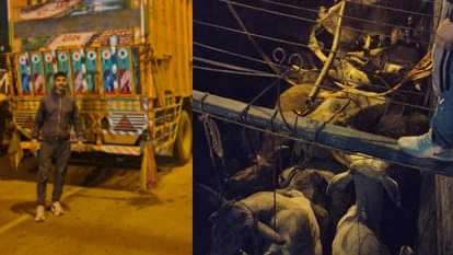 बैलों से भरा ट्रक पकड़ा