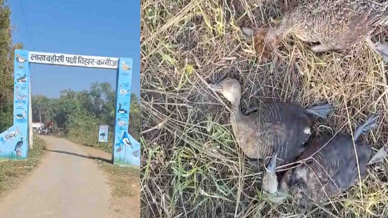 Birds hunted due to lack of security in Lakh Bahosi Bird Sanctuary