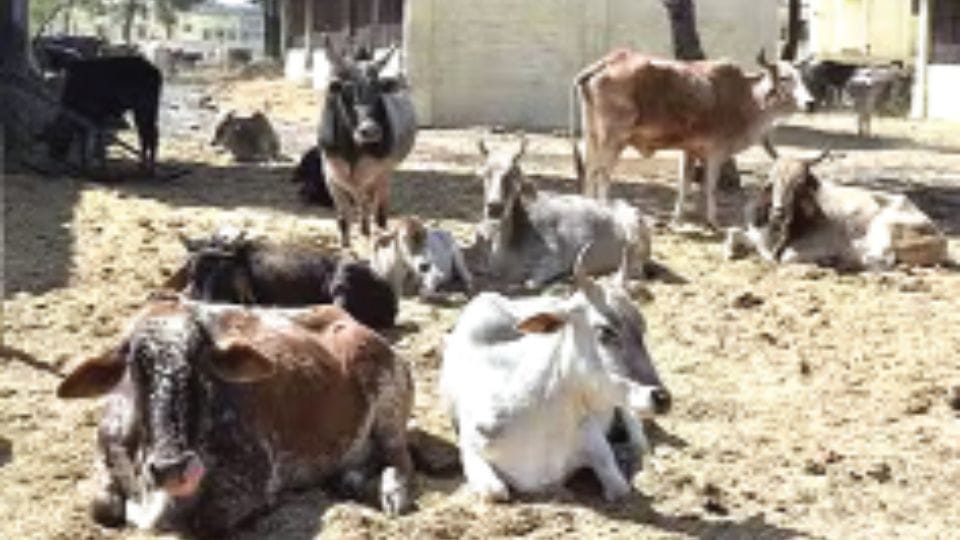 Livestock Less cattle more milk alarming breeders have to think Scientific policy need of the hour