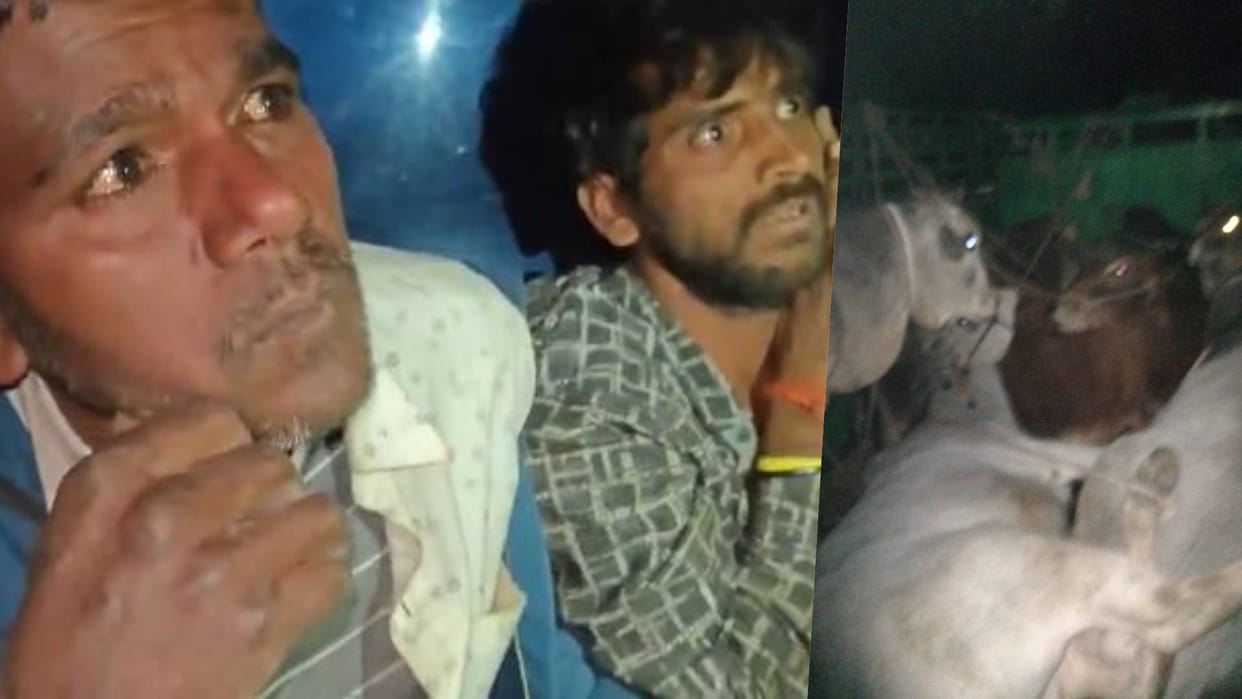 Sawai Madhopur Case of cow smuggling in Khandar subdivision area two smugglers arrested pickup full of cattle