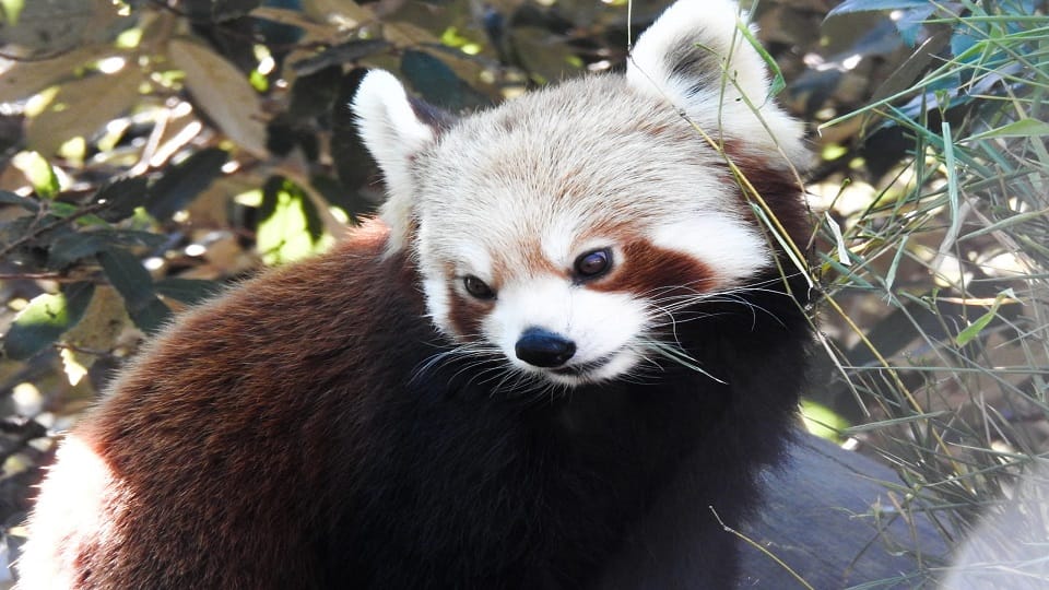 Red Panda family flourishing in Nainital Zoo