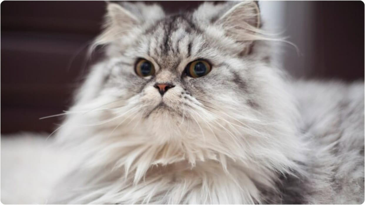 Suspected symptoms of rabies in child due to pet cat bite in Bareilly