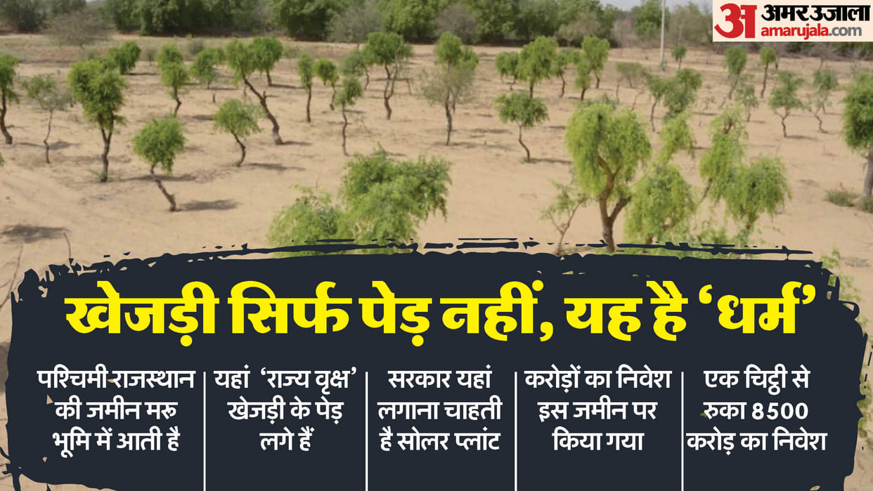 Rajasthan News Khejari Tree Sparked Politics Names Like Lawrence Bishnoi and Ravindra Bhati Involved