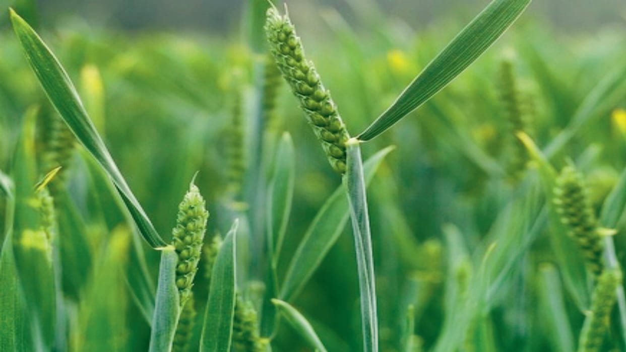 Rising CO2 Levels Reducing Nutrients in Crops, Future Food May Fail to Meet Nutritional Needs