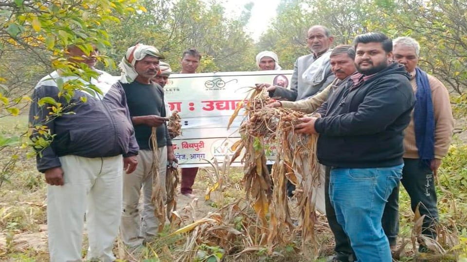 Turmeric Farming Cultivate turmeric like this in Kinnow garden income will double