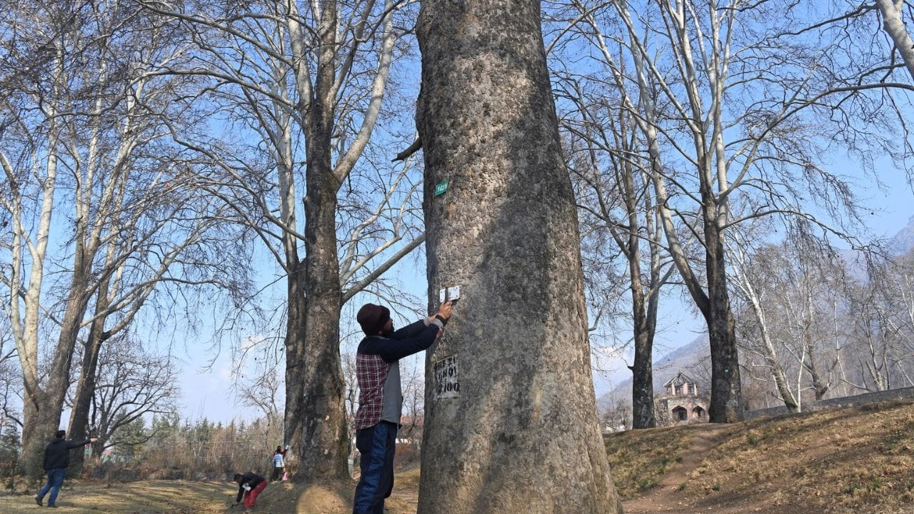 Photos: Digital conservation of Chinar trees; Kashmir's new beginning in the process of geo-tagging