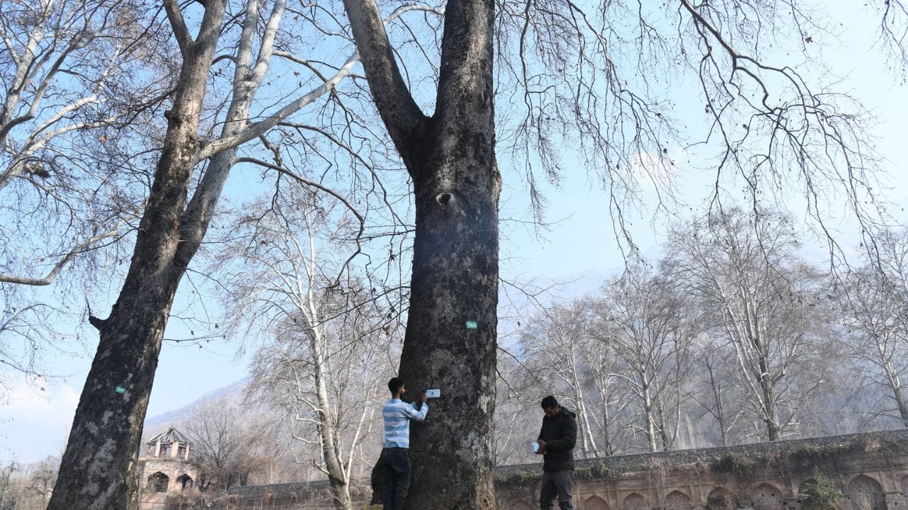 Photos: Digital conservation of Chinar trees; Kashmir's new beginning in the process of geo-tagging