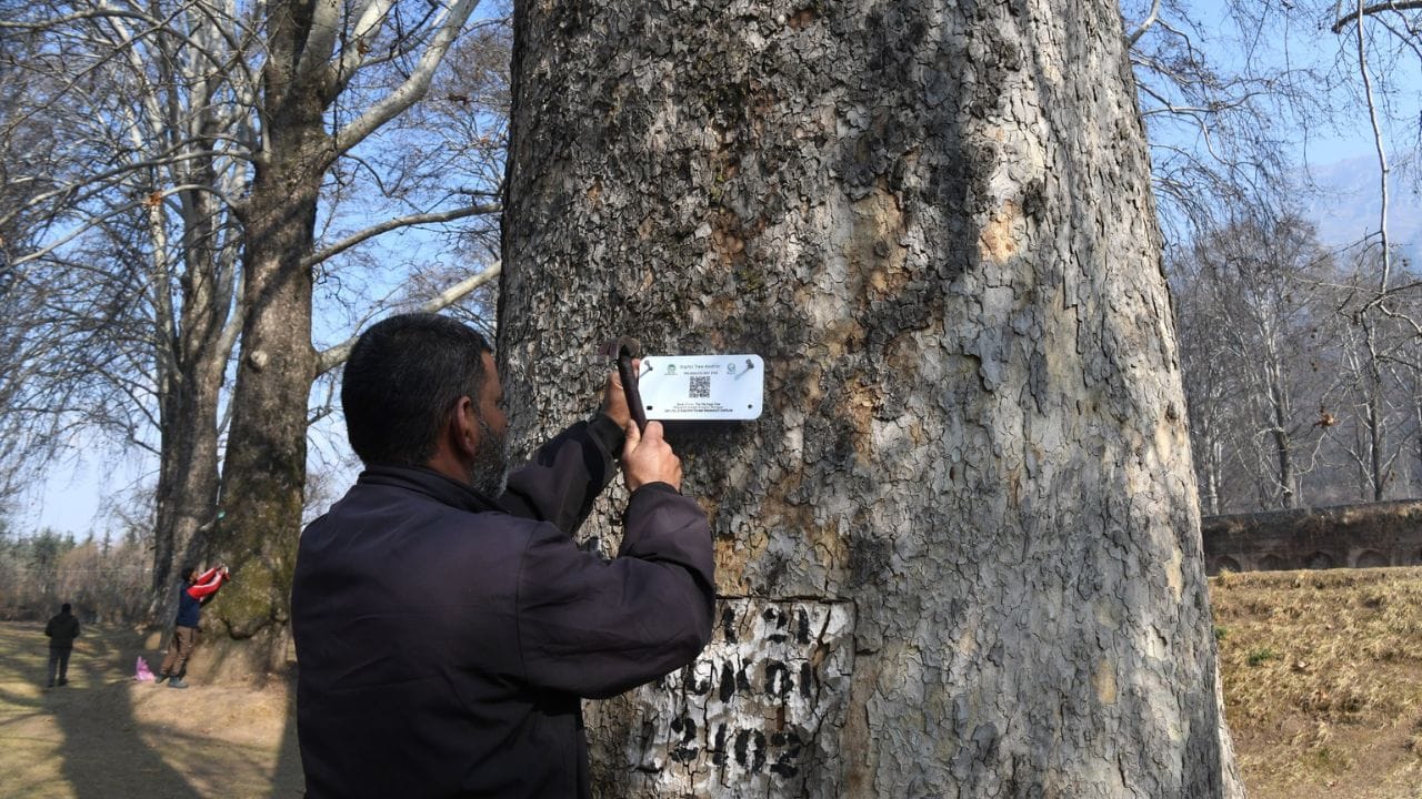 Photos: Digital conservation of Chinar trees; Kashmir's new beginning in the process of geo-tagging