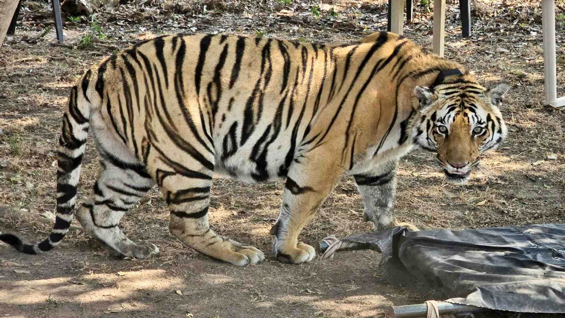 जंगल में छोड़ा गया बाघ।