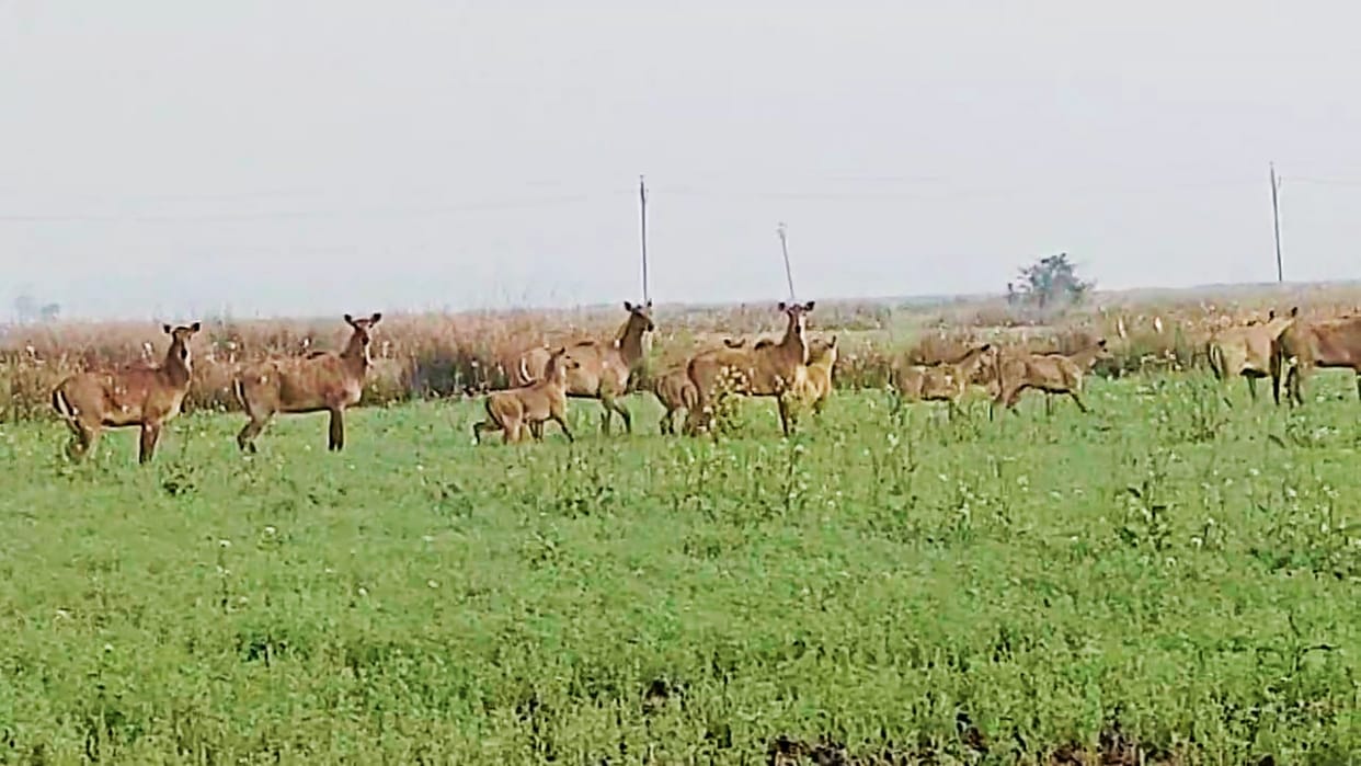 Jehanabad: Farmers troubled by terror of Nilgai, Rabi crops are getting destroyed; Challenged to leave farming
