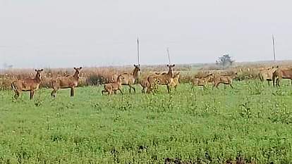 Bihar News: नीलगाय के आतंक से त्रस्त किसान, रबी फसलें हो रही बर्बाद; प्रशासन को दी यह चुनौती Jehanabad: Farmers troubled by terror of Nilgai, Rabi crops are getting destroyed; Challenged to leave farming