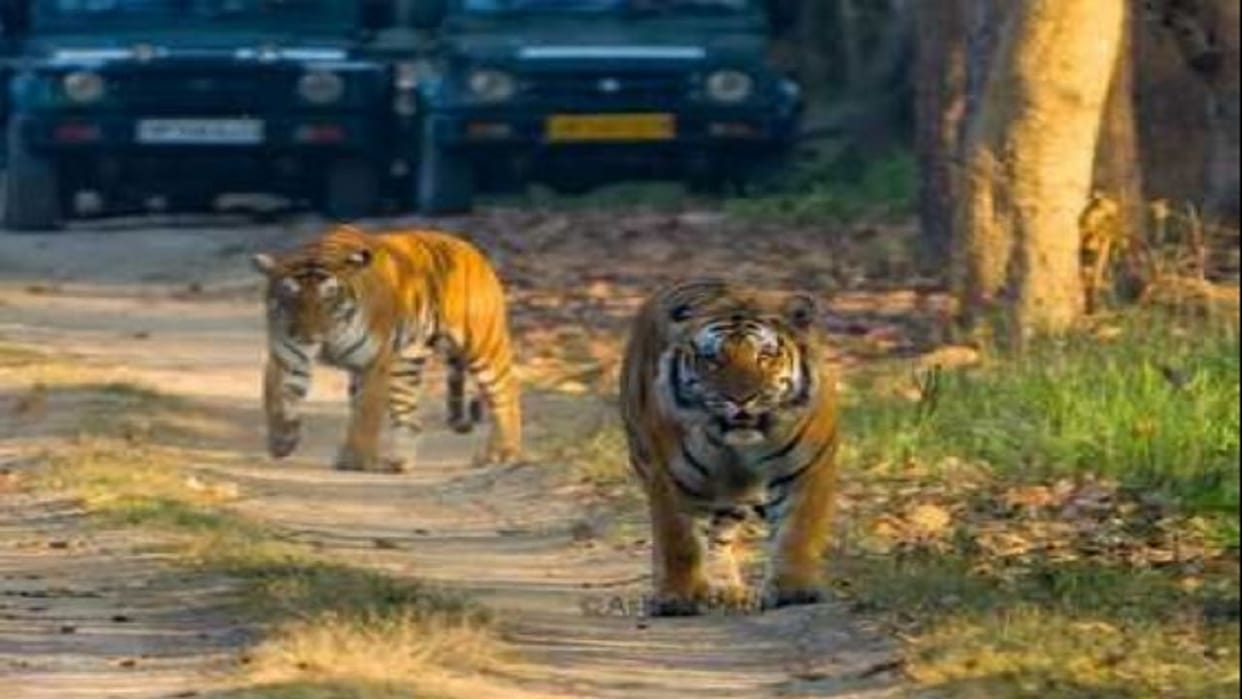 A beautiful sight was seen in Bandhavgarh Tiger Reserve