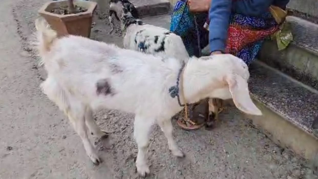 Kanpur Goat dispute led to fight between two sides woman died six injured body sent for postmortem