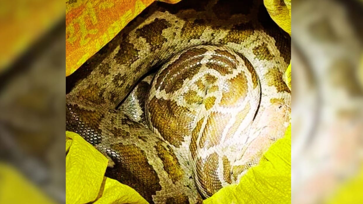 Python and cobra found in PDDU junction smuggling suspected sensation created