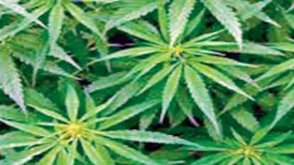 Cannabis bhang cultivation will be done for medicinal and industrial use only, know what is the govt plan