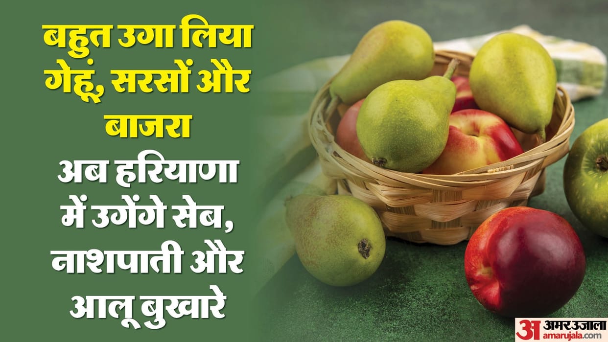 Apple pear plum cultivation possible in South Haryana too