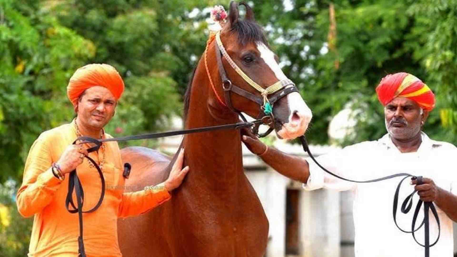 Rajasthan News: Marwar breed horses of Maharana Pratap's 'Chetak' are prepared in Jalore