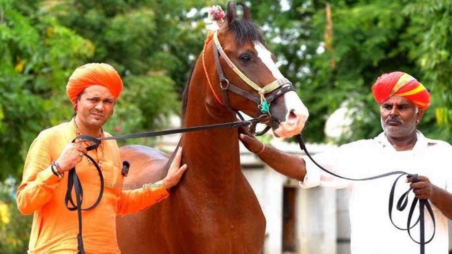 Rajasthan News: Marwar breed horses of Maharana Pratap's 'Chetak' are prepared in Jalore