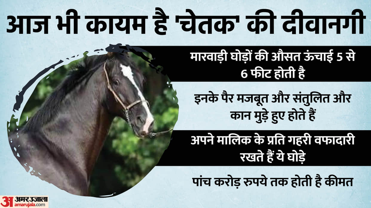 Rajasthan News: Marwar breed horses of Maharana Pratap's 'Chetak' are prepared in Jalore