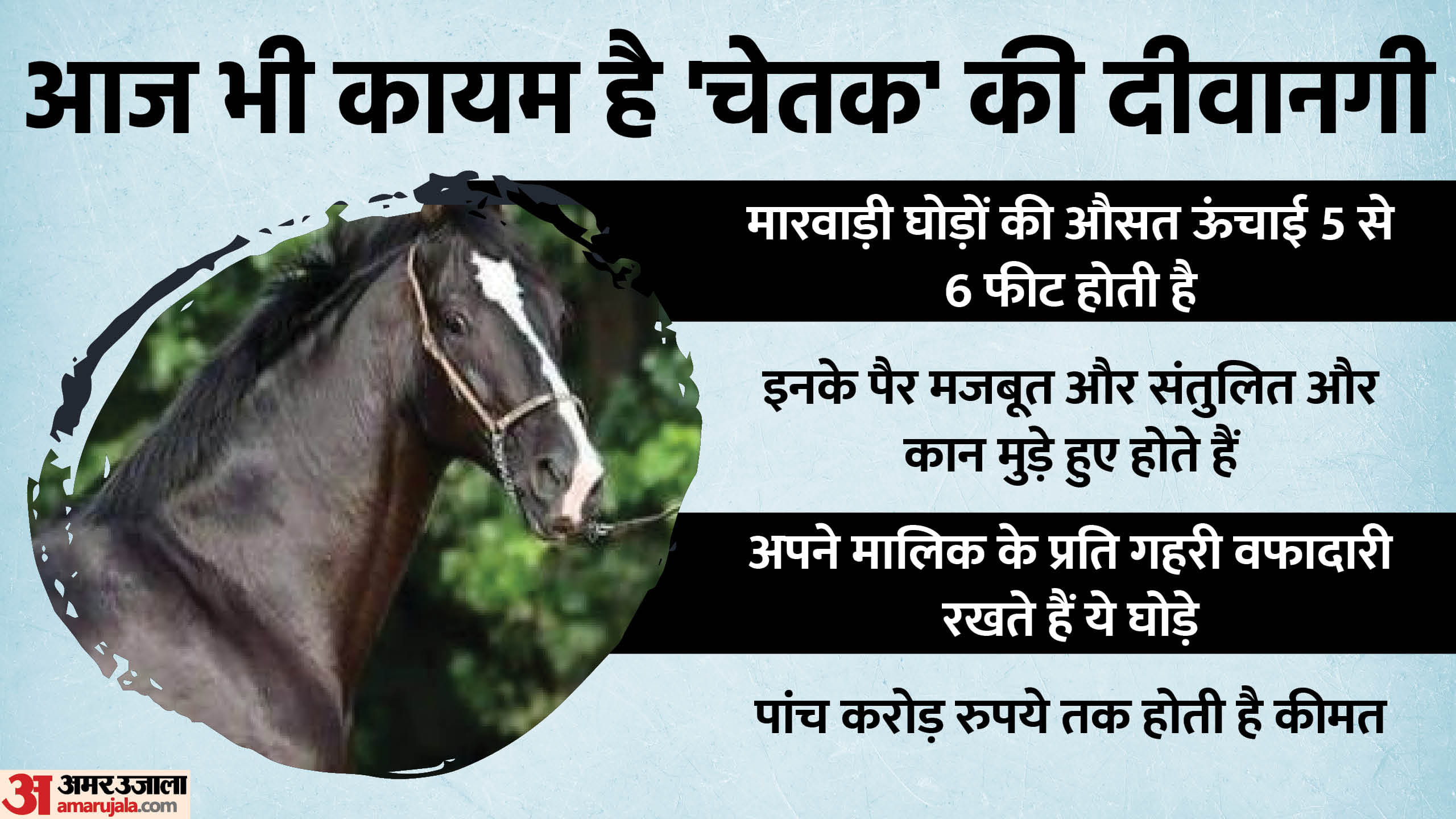मारवाड़ी नस्ल के घोड़े की खासियत।