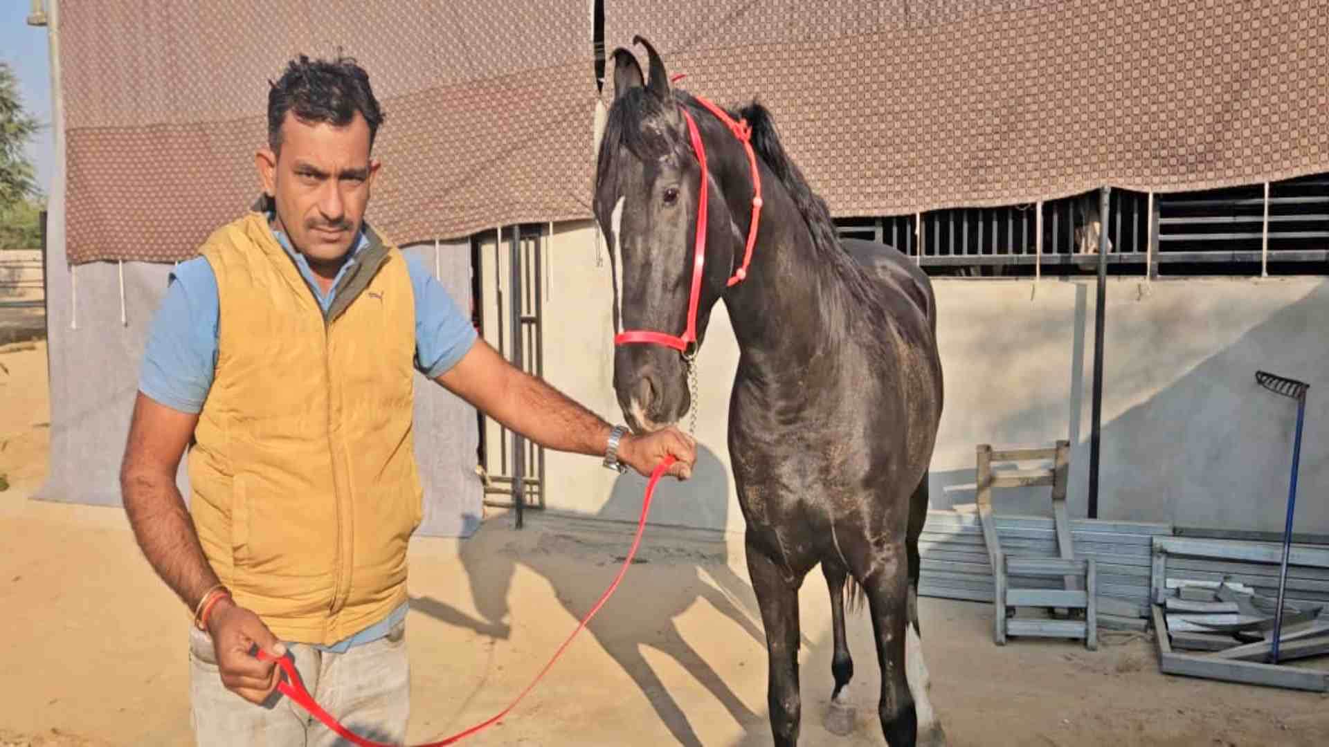 Rajasthan News: Marwar breed horses of Maharana Pratap's 'Chetak' are prepared in Jalore