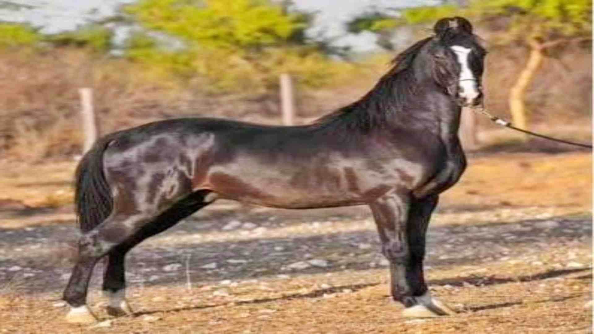 Rajasthan News: Marwar breed horses of Maharana Pratap's 'Chetak' are prepared in Jalore