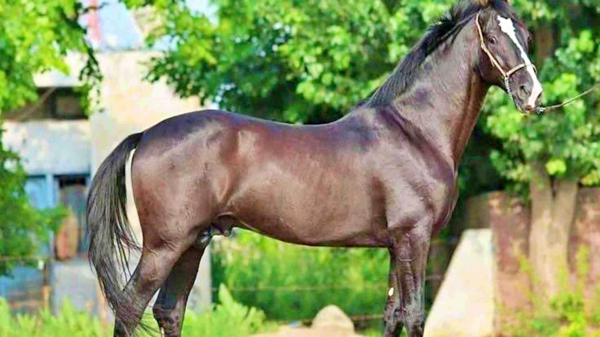 Rajasthan News: Marwar breed horses of Maharana Pratap's 'Chetak' are prepared in Jalore