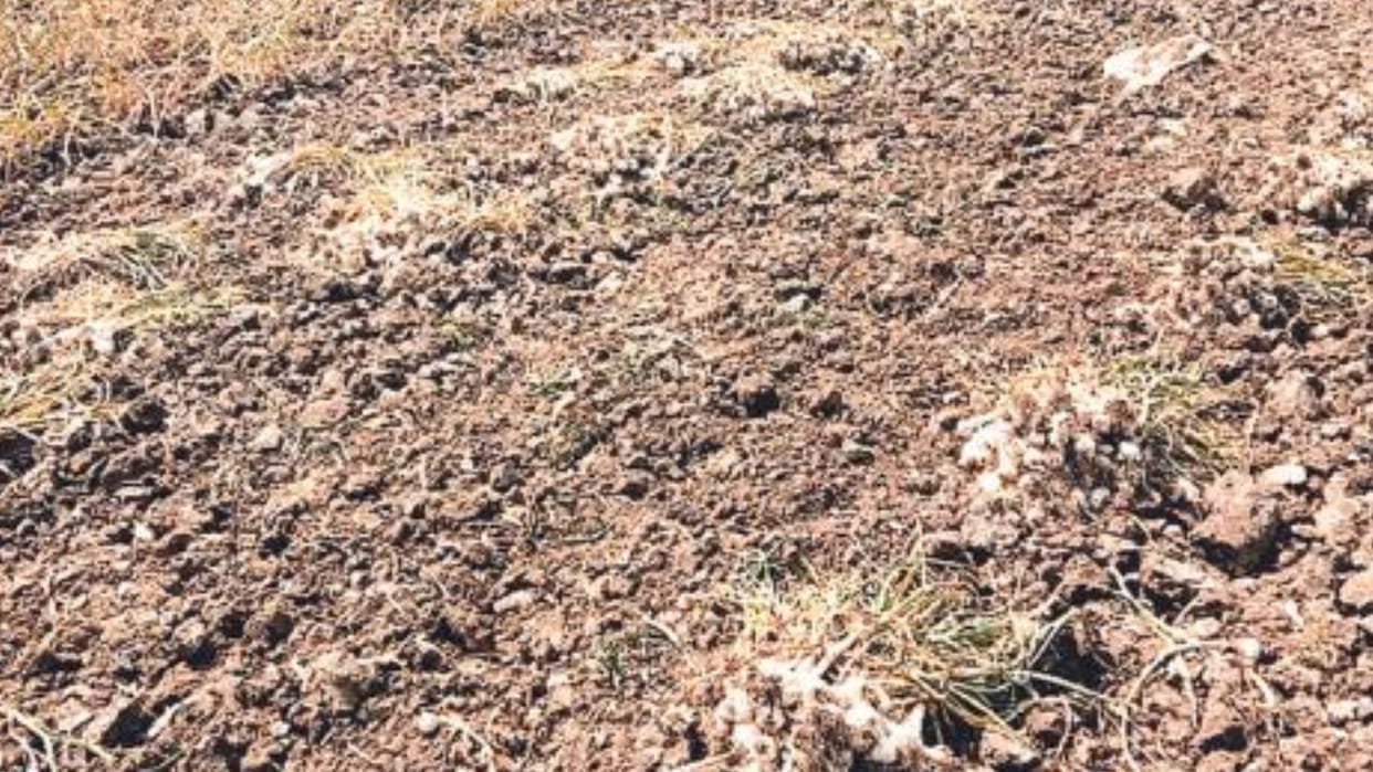 Agriculture News Soil health is deteriorating due to indiscriminate use of phosphorus Horticulture Department