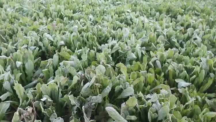 Haryana Weather: यमुनानगर में घने कोहरे के कारण ट्रेन की चपेट में आया युवक, धूप के बावजूद ठिठुरन से राहत नहीं