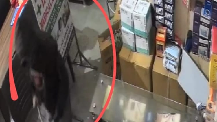 Thieves Broke Into Medical Store In Kapurthala – Amar Ujala Hindi News Live