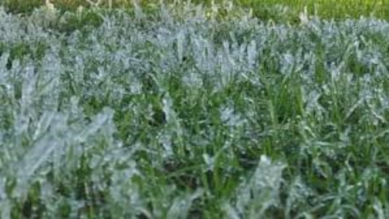 Rajasthan Weather:Cold wave in State; Rain warning in Jaipur-Bharatpur division, mercury near zero in Fatehpur