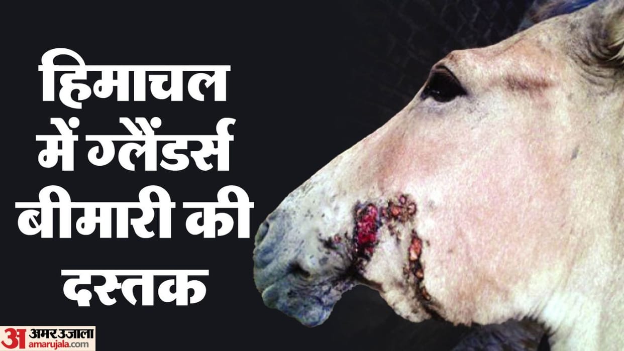 Glanders disease spreads in Himachal Pradesh there is a possibility of it spreading to humans as well