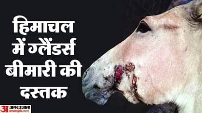 Glanders Disease: हिमाचल प्रदेश में फैली ग्लैंडर्स बीमारी, मनुष्य में फैलने की भी रहती है आशंका; जानें Glanders disease spreads in Himachal Pradesh there is a possibility of it spreading to humans as well