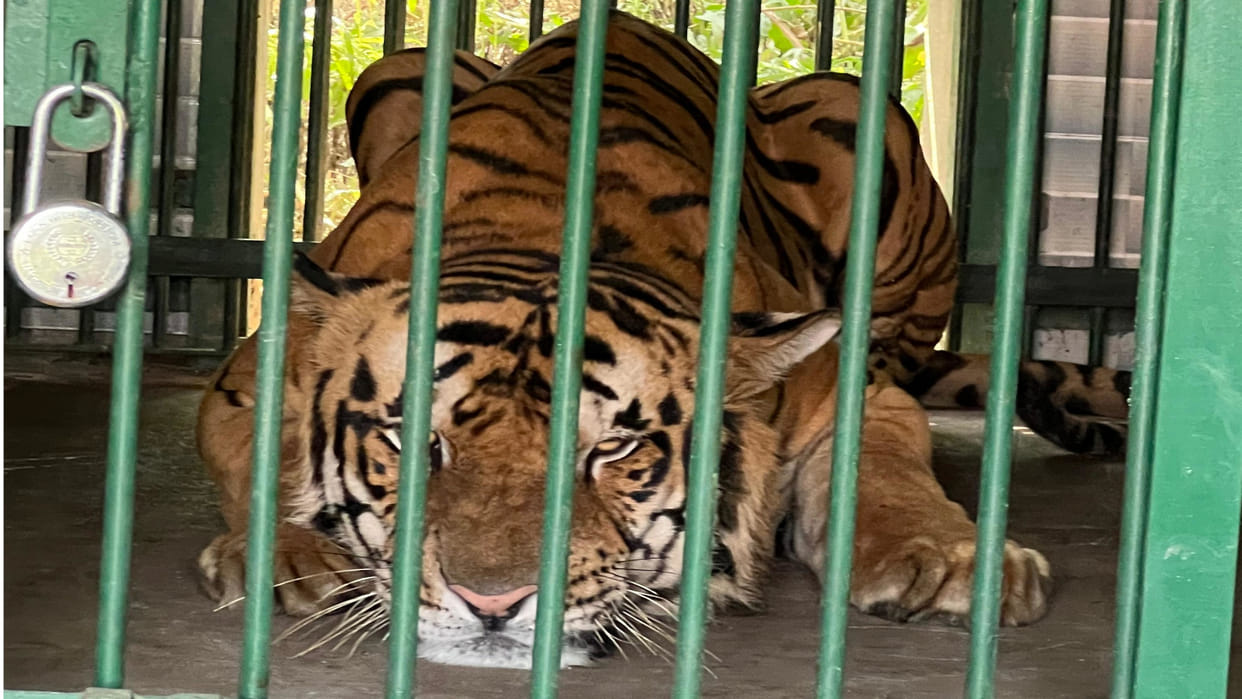 CM Yogi had named the tiger in Gorakhpur Zoo, now it is not able to come into the enclosure.