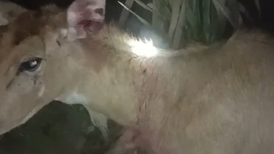 Nilgai calf shot near village Dahima in Hisar
