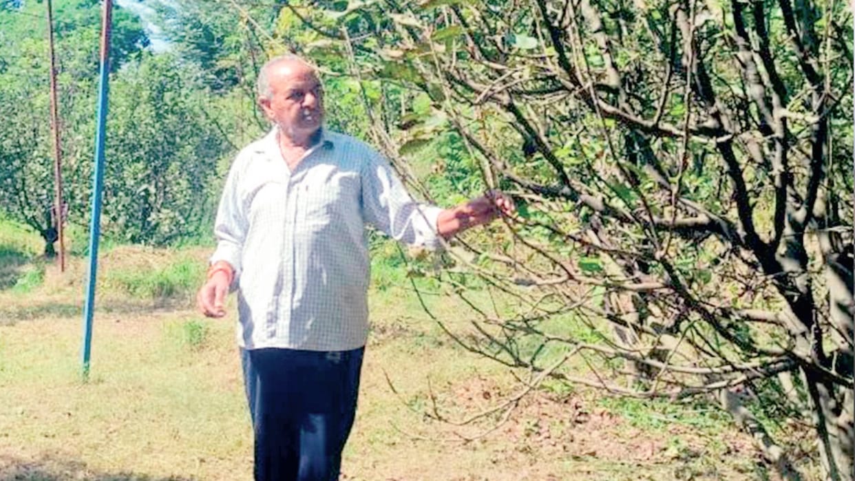 Apple emperor Hariman Sharma: Now preparations are being made to grow peaches, plums and apricots in every are