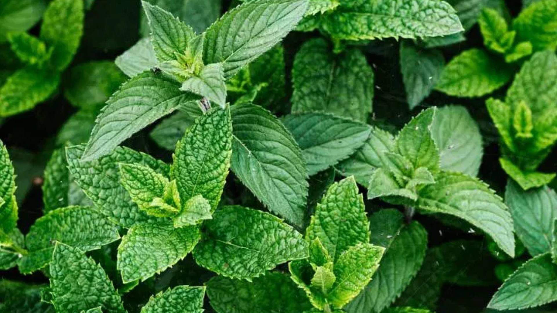 How to Get Rid of Rats in Home Remedies Know Ghar Se Chuhe Bhagane Ka Gharelu Upay