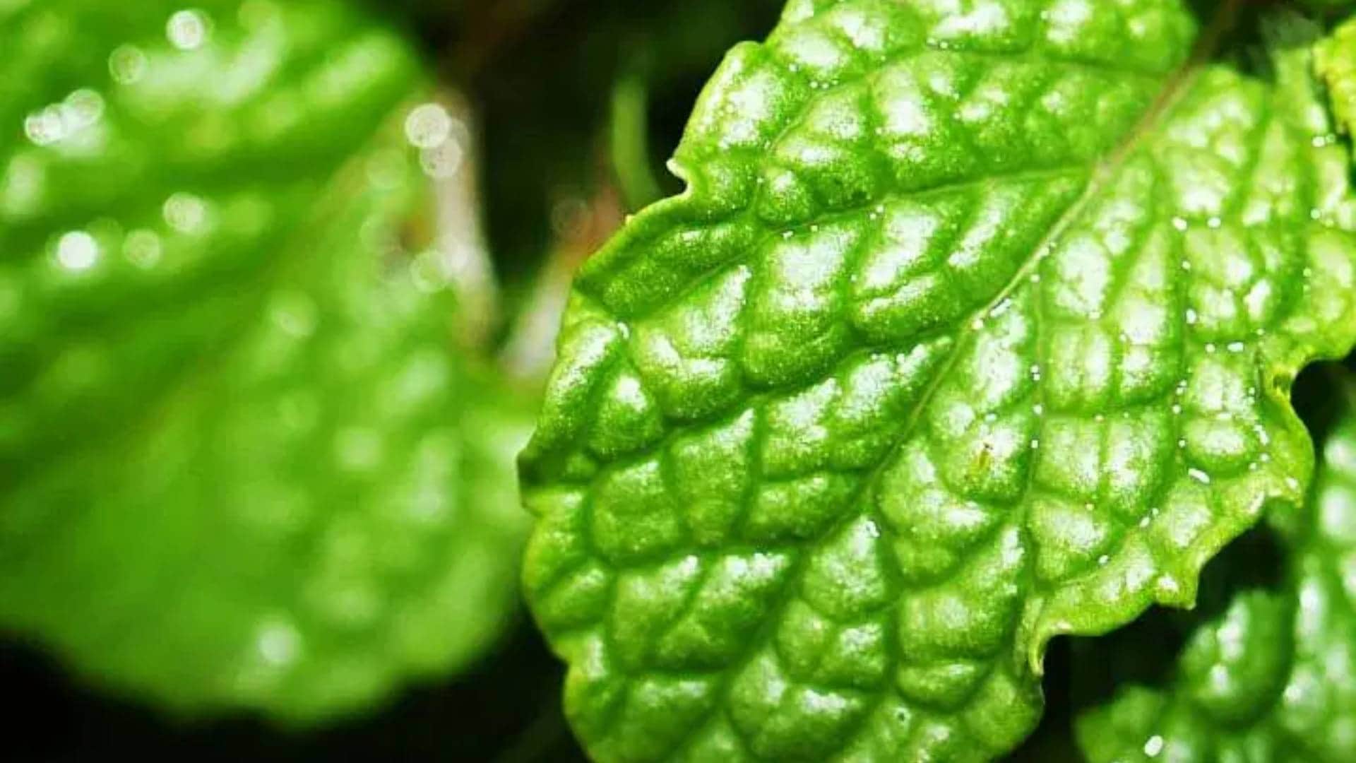 Mint Leaves Pudina Control Weight and Bad breathing issues Know the Benefits of including it in a diet Disprj