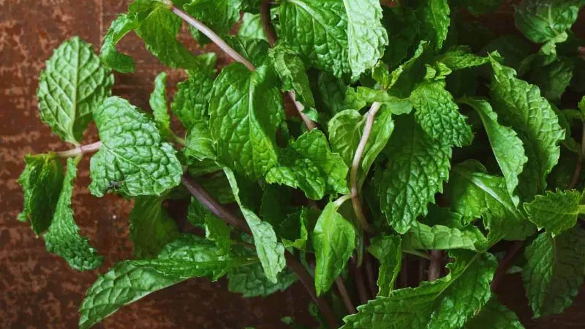 Mint Leaves Pudina Control Weight and Bad breathing issues Know the Benefits of including it in a diet Disprj