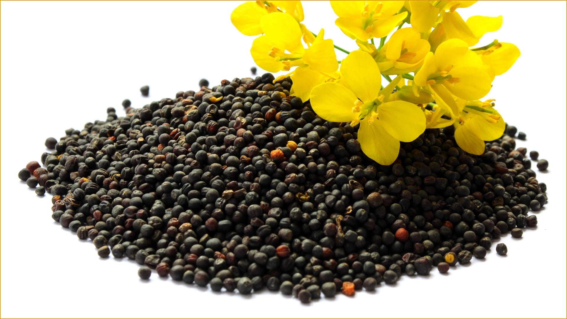 Rai ka Upay For Financial Problem Mustard seeds remedies upay totake can be beneficial for health and financia