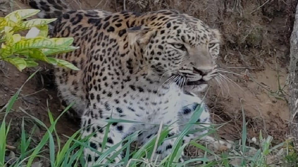 Leopard caught in Hindon Air Force Ghaziabad